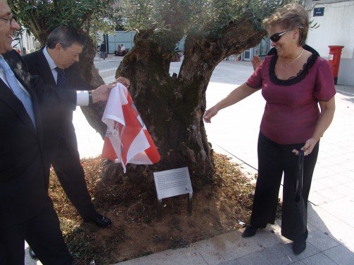 A primeira oliveira certificada em Portugal com uma idade de 460 anos