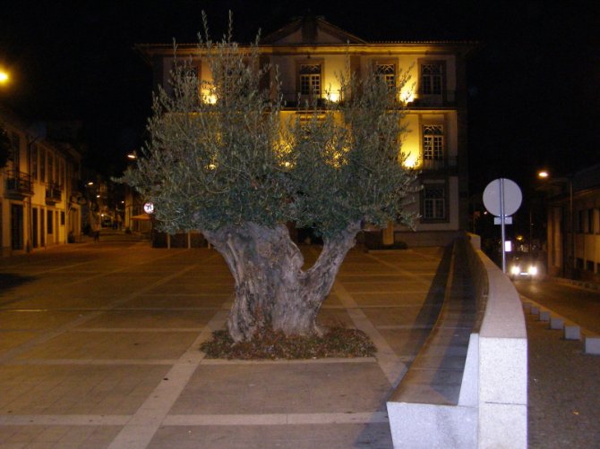 Oliveira com 460 anos oferecida por Soares dos Reis