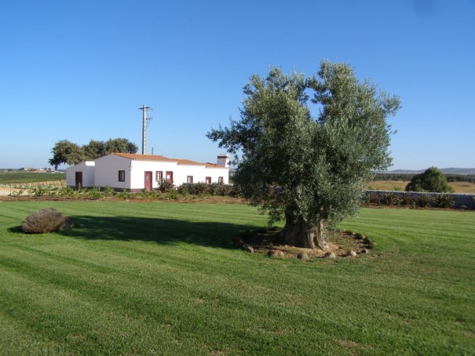 Herdade das Servas requer a certificação de duas oliveiras, a da foto com 359 anos