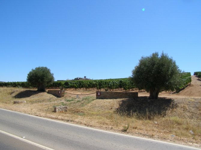 Duas oliveiras carregadas de história, implantadas na vinha de João Portugal Ramos virada à Pousada Rainha Santa Isabel em Estremoz
