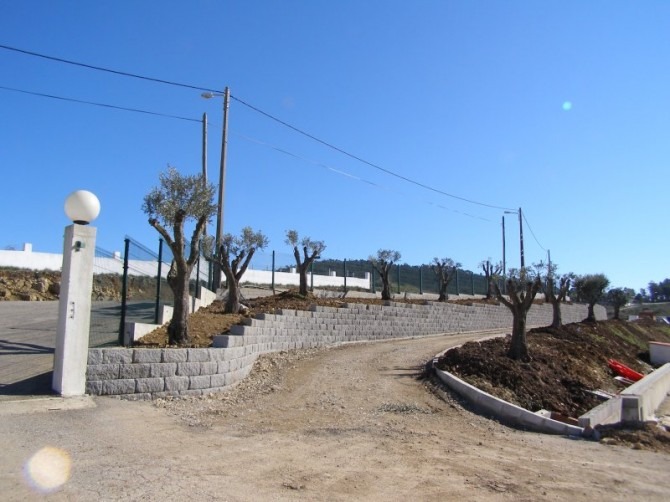 Oliveiras fornecidas à empresa Estêvão Luís Salvador, Almargem do Bispo