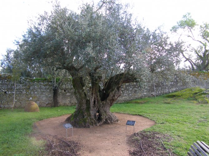 Oliveira com 1098 anos, margem de erro de 2%