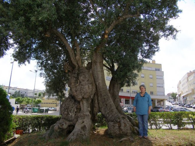 Oliveira mais antiga conhecida em Portugal, 2850 anos