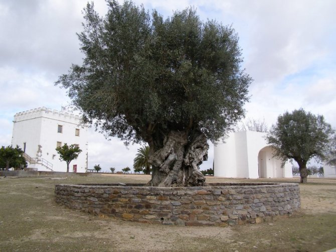 Magnífica oliveira com 1047 anos na Herdade do Esporão