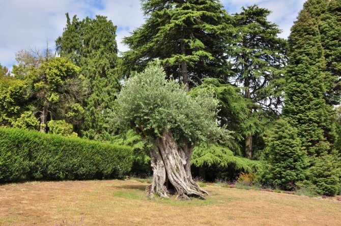 Oliveira do Parque Serralves no Porto com 1491 anos
