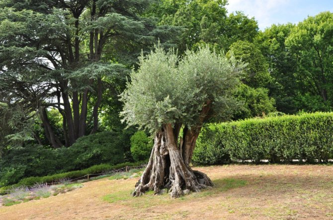 Oliveira do Parque Serralves no Porto com 1491 anos