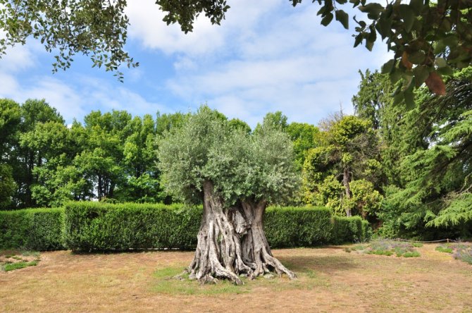 Oliveira do Parque Serralves no Porto com 1491 anos