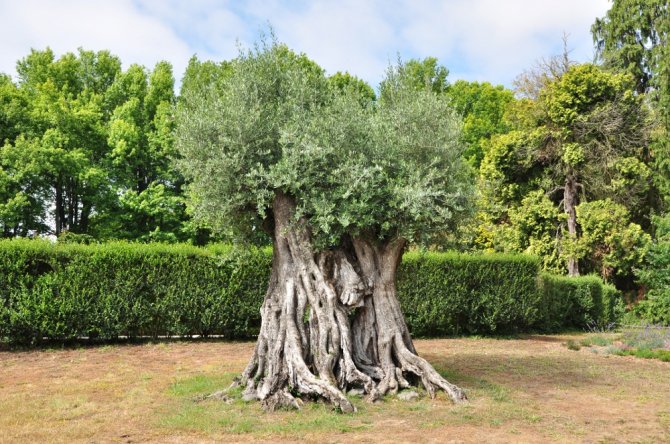 Oliveira do Parque Serralves no Porto com 1491 anos