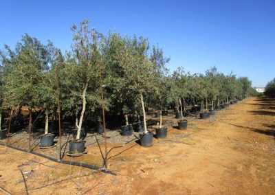 Oliveiras Milenares