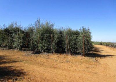 Oliveiras Milenares