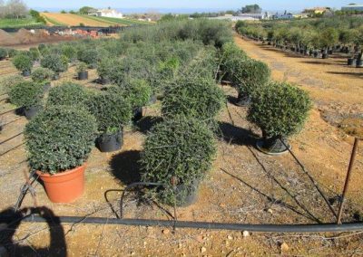 Oliveiras Milenares