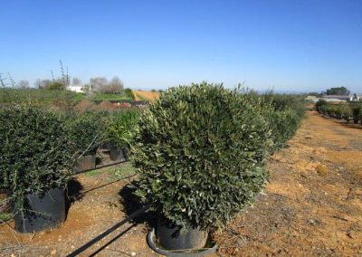 Oliveiras Milenares