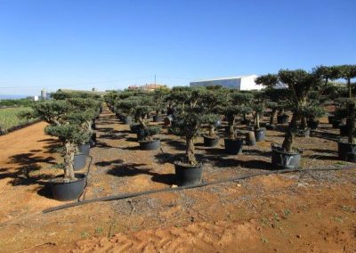 Oliveiras Milenares