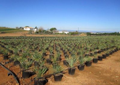 Oliveiras Milenares