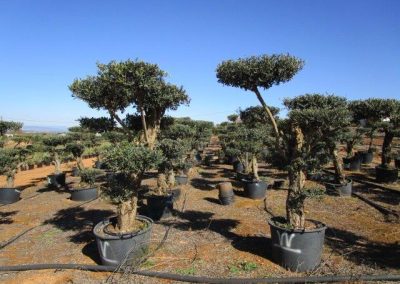 Oliveiras Milenares