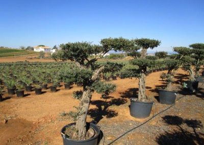 Oliveiras Milenares