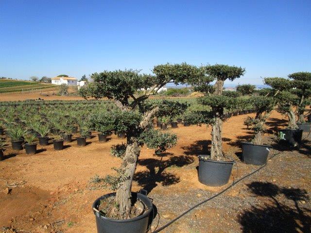 Oliveiras Milenares Oliveiras Milenares