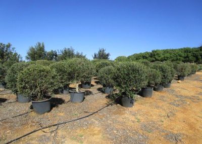 Oliveiras Milenares