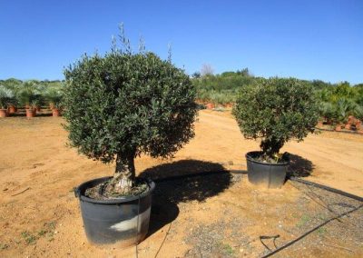 Oliveiras Milenares
