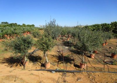 Oliveiras Milenares