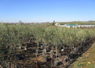 Oliveiras Milenares
