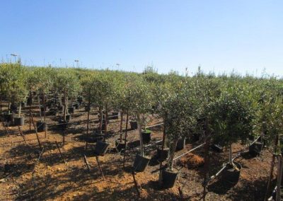 Oliveiras Milenares