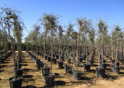Oliveiras Milenares