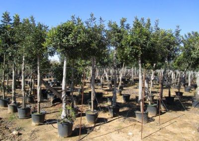Oliveiras Milenares