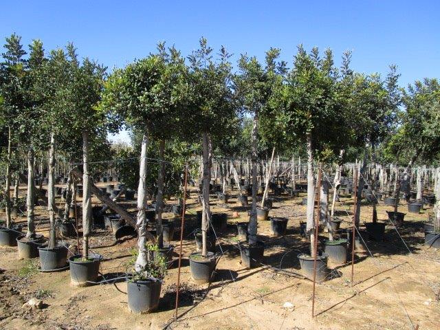 Oliveiras Milenares Oliveiras Milenares