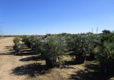 Oliveiras Milenares