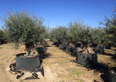 Oliveiras Milenares
