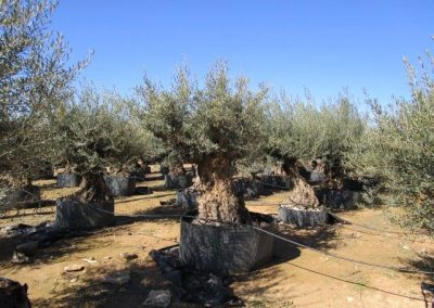 Oliveiras Milenares