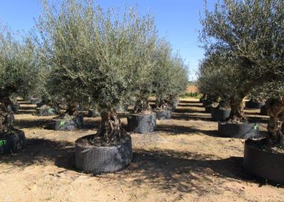 Oliveiras Milenares