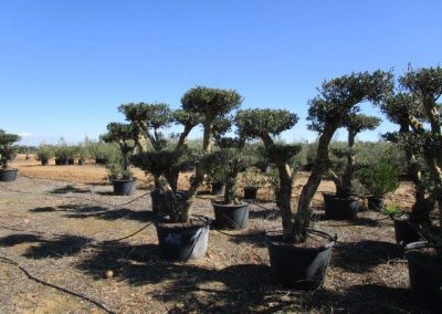 Oliveiras Milenares