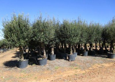 Oliveiras Milenares