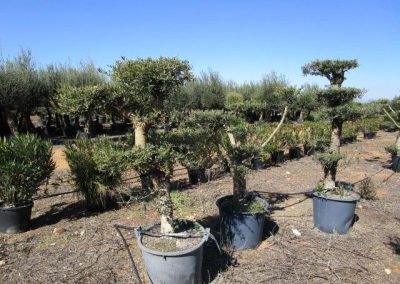 Oliveiras Milenares