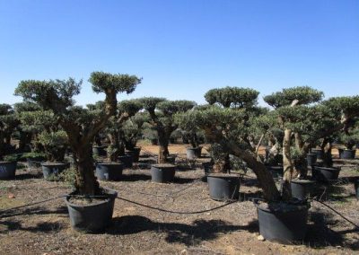 Oliveiras Milenares