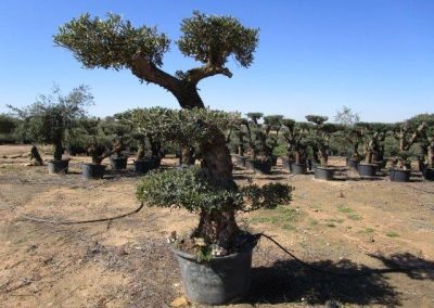 Oliveiras Milenares