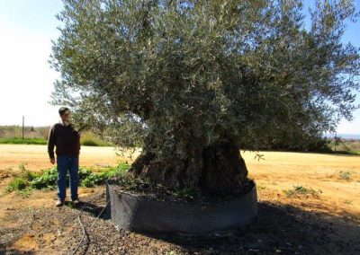 Oliveiras Milenares
