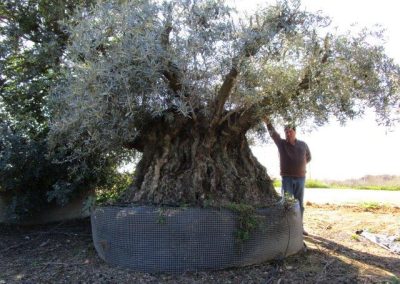 Oliveiras Milenares
