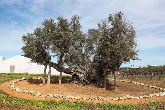 Esta oliveira tem 3713 anos. Está na Herdade do Peso, Vidigueira, distrito de Beja, protegida por estacas e pedras. Ainda produz azeitona. Fotografia de Nuno Fox